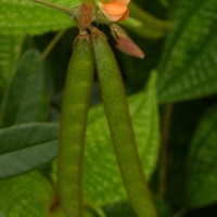 Tephrosia tinctoria (L.) Pers.